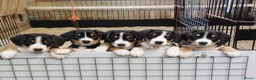 Entlebucher Sennenhond honden te koop: ■ PUP Entlebucher Sennenhond in Rijssen - Advertentie 22