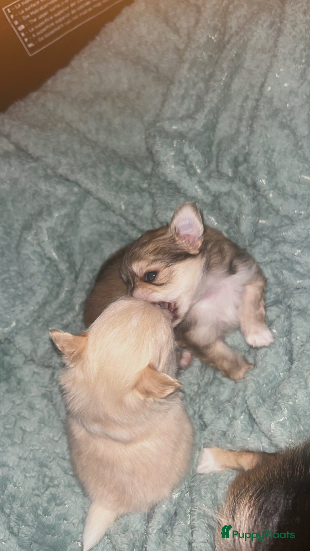 Pomchi honden te koop: 2 mooi pomchi’s te koop( mannelijke  - Advertentie 5