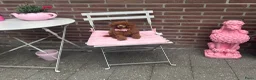 Dwergpoedel honden te koop: Dwergpoedel pups – FCI/RVB stamboom - Advertentie 3