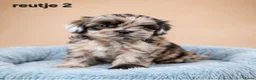 Kruising honden te koop: Prachtige boomer pups. Shih tzu maal maltezer. - Advertentie 12