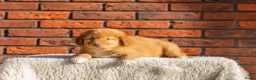 Kruising honden te koop: Super gesocialiseerde Toller x Austrlian shepherd  - Advertentie 3