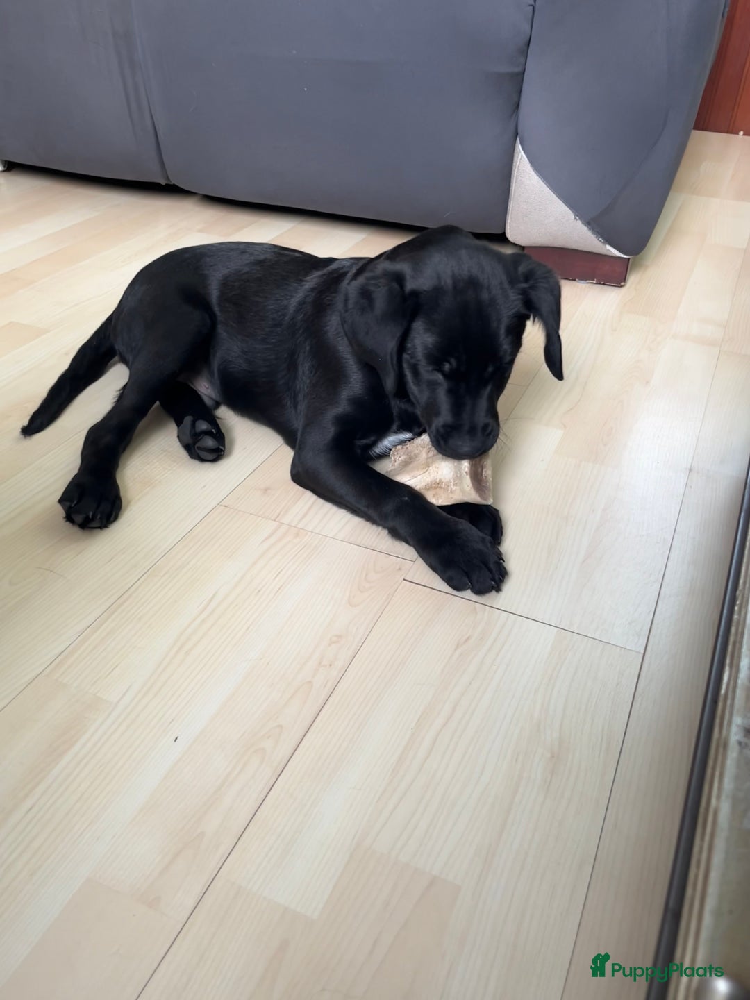 Kruising honden te koop: Labrador kruising kooiker  - Advertentie 6