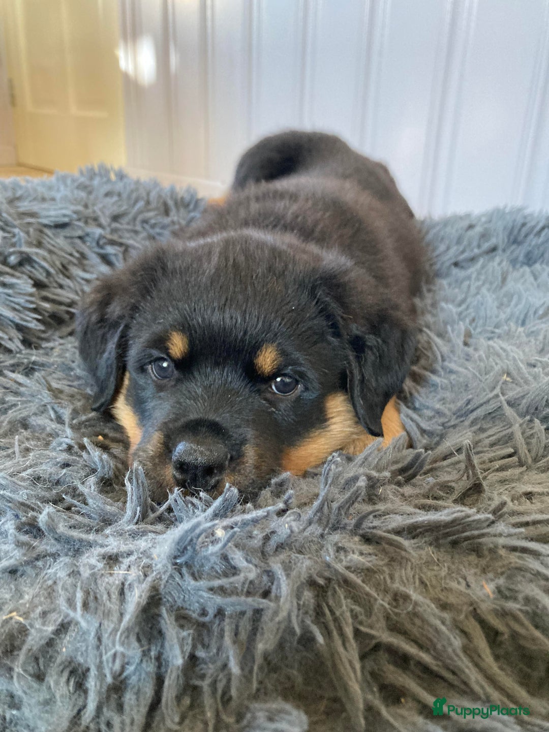 Rottweiler honden te koop: Mooie Rottweiler pups - Afbeelding 6