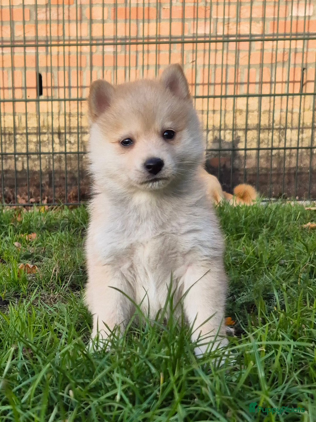 Kruising honden te koop: Pomsky x Shiba inu pups - Advertentie 28
