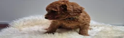 Cockapoo honden te koop: Cockapoo teefje en reutje - Advertentie 5