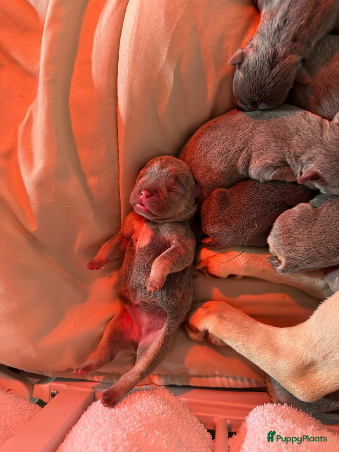 Franse Bulldog honden te koop: 8 x franse bully pups - Advertentie 14
