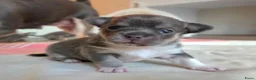 Chihuahua honden te koop: Prachtige blau grijze Chihuahua pup - Advertentie 1