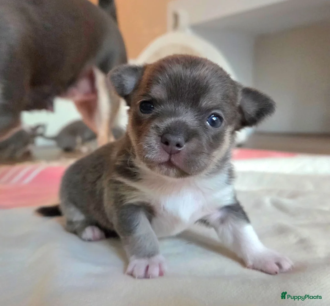 Chihuahua honden te koop: Prachtige blau grijze Chihuahua pup - Advertentie 1