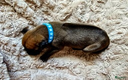 Rhodesian Ridgeback honden te koop: Rhodesian Ridgeback pups+stamboom 2reutjes 8weken  in Wierden - Afbeelding 29