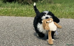 Spaanse Waterhond honden te koop: Spaanse Waterhond pups - Afbeelding 32