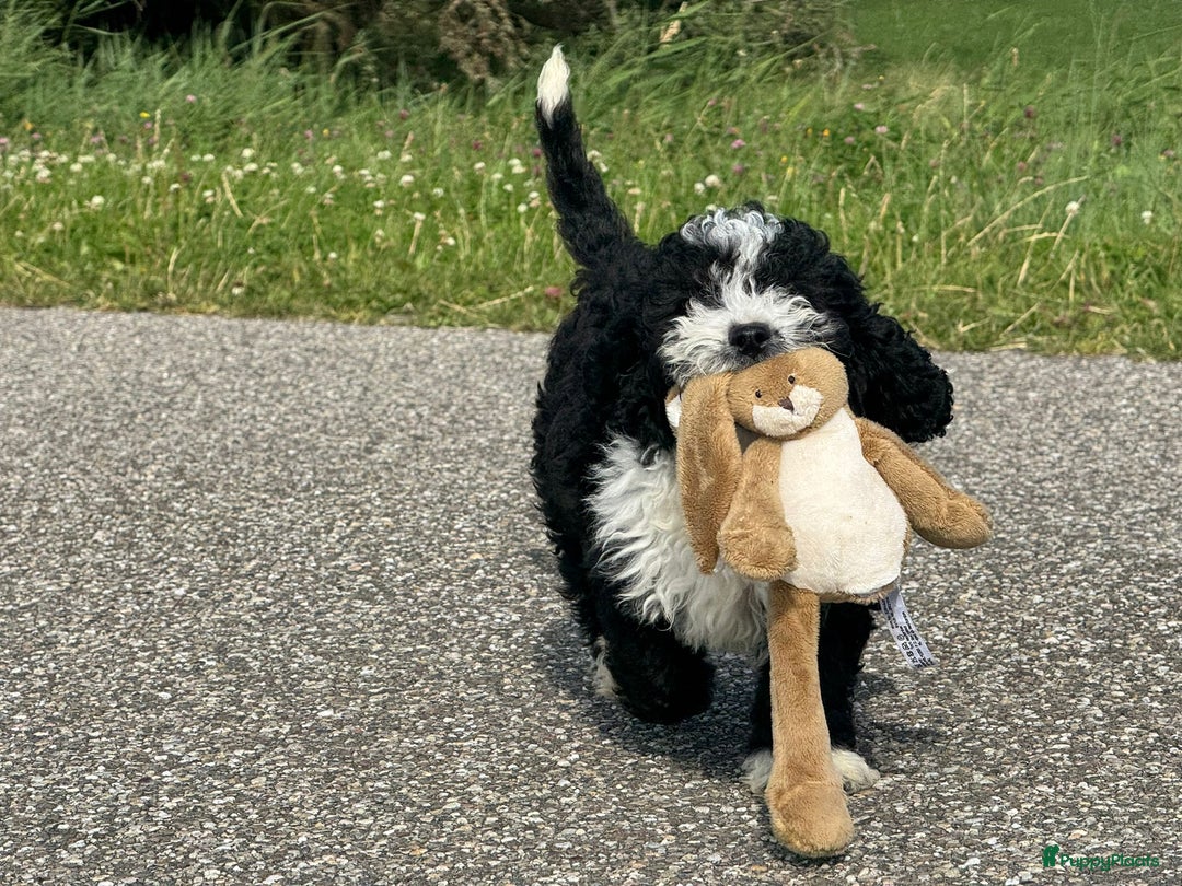 Spaanse Waterhond honden te koop: Spaanse Waterhond pups - Afbeelding 32