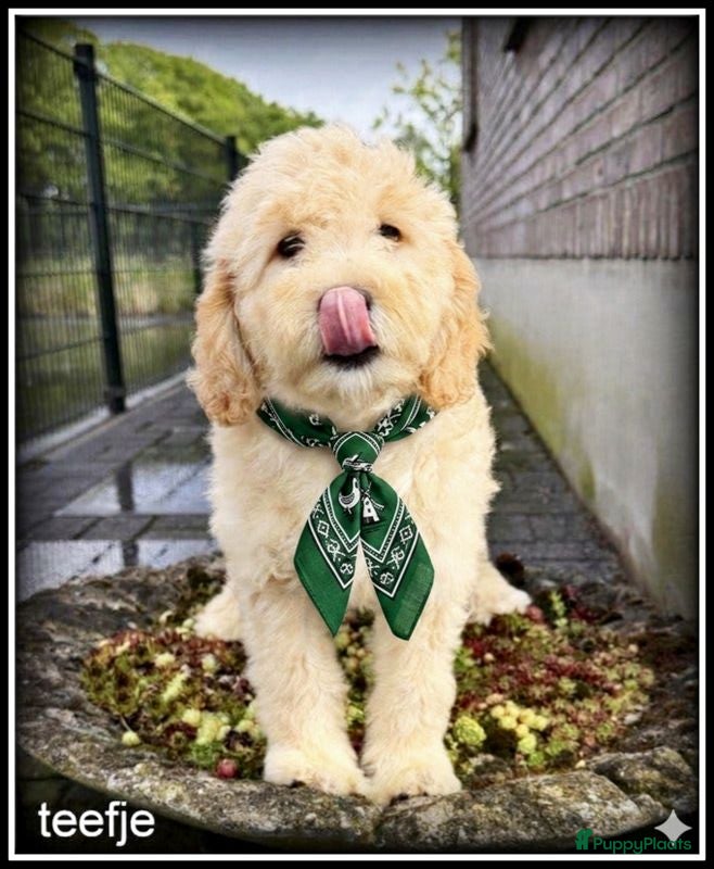 Labradoodle honden Labradoodle pups. Mogen het nest verlaten. - Advertentie 1