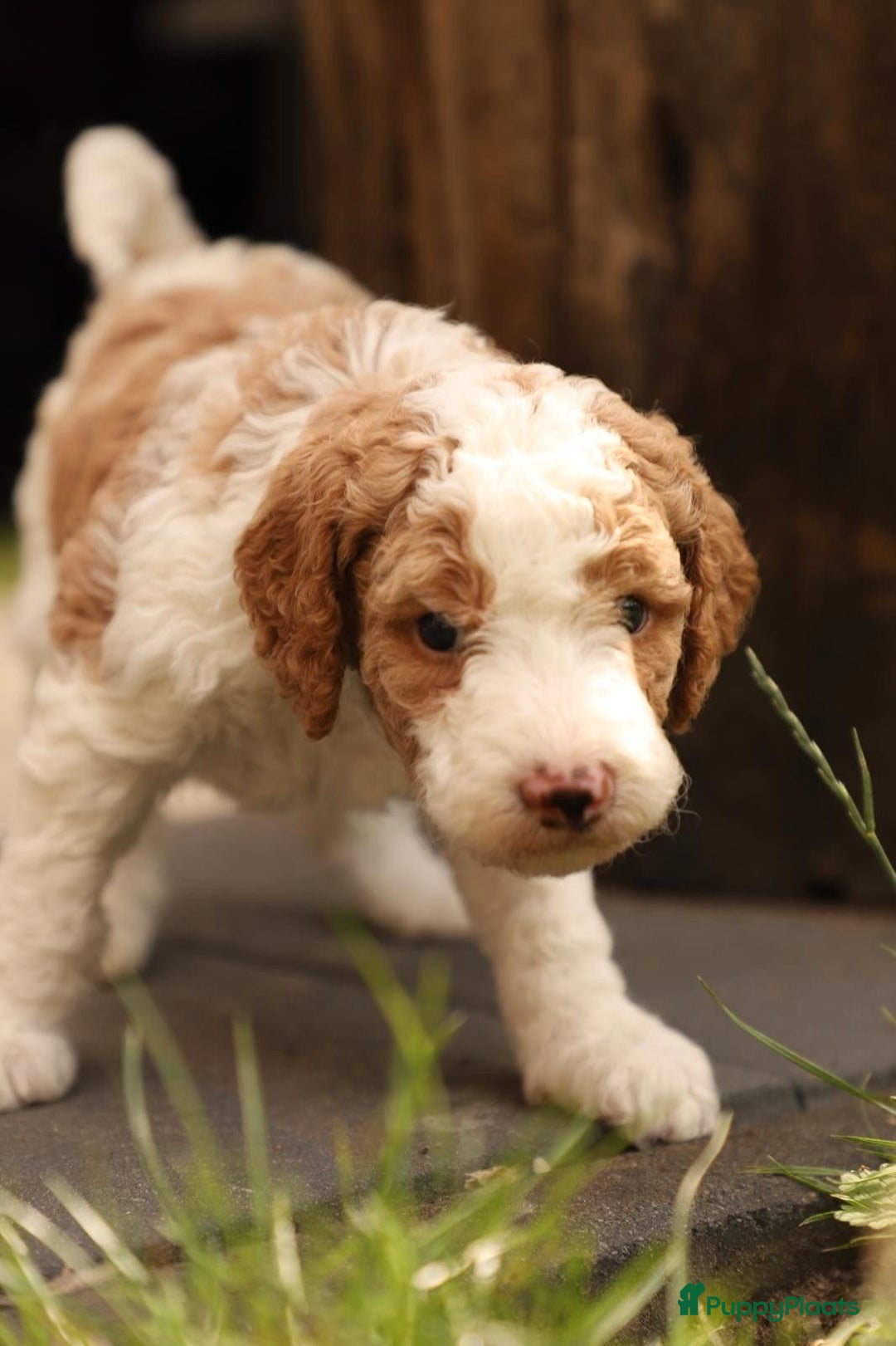 Poedel honden te koop: Raszuivere middenmaat poedelpups - Afbeelding 9