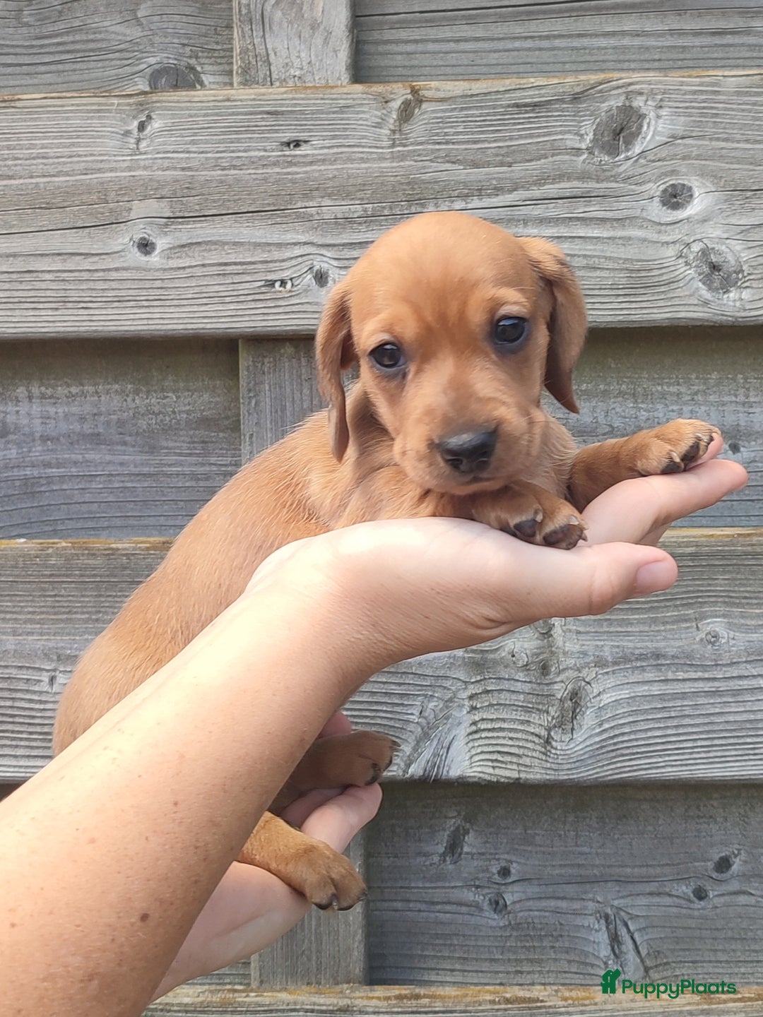 Teckel (korthaar)  honden te koop: Kleine dwergteckel pups  - Afbeelding 6