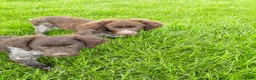 Friese Stabij honden te koop: Bruinschimmel Friese stabij pups: teefje en reutje - Advertentie 2