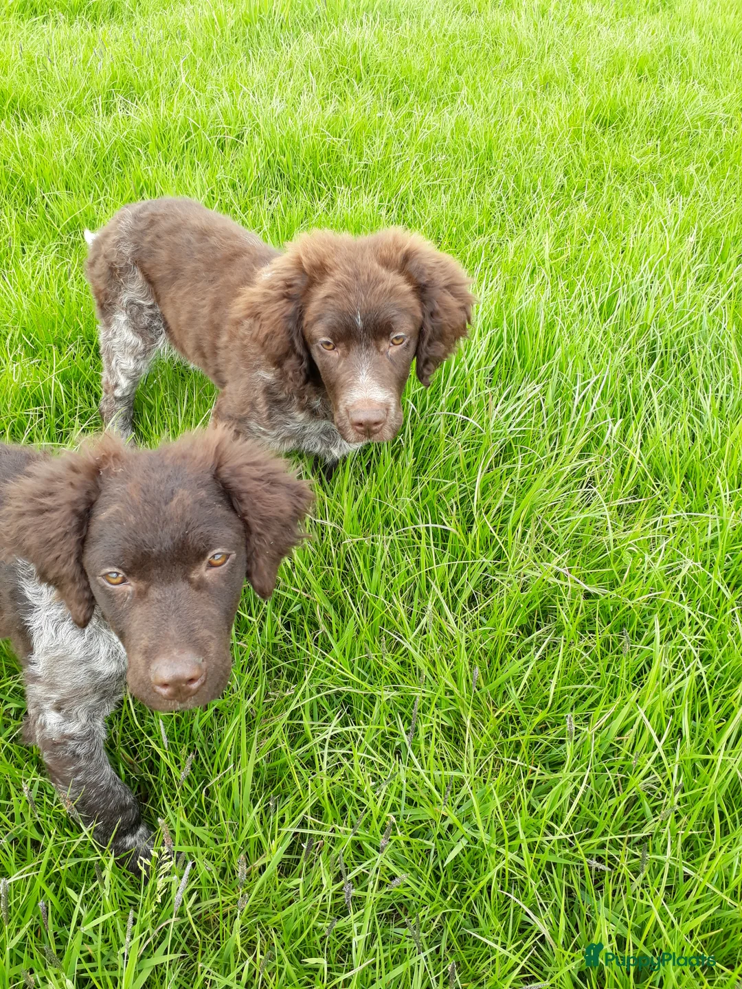 Friese Stabij honden te koop: Bruinschimmel Friese stabij pups: teefje en reutje - Advertentie 2