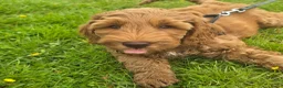 Australian Labradoodle honden te koop: Australian labradoodle pup reu - Advertentie 10