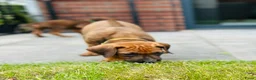 Rhodesian Ridgeback honden te koop: Rhodesian ridgeback - Advertentie 4