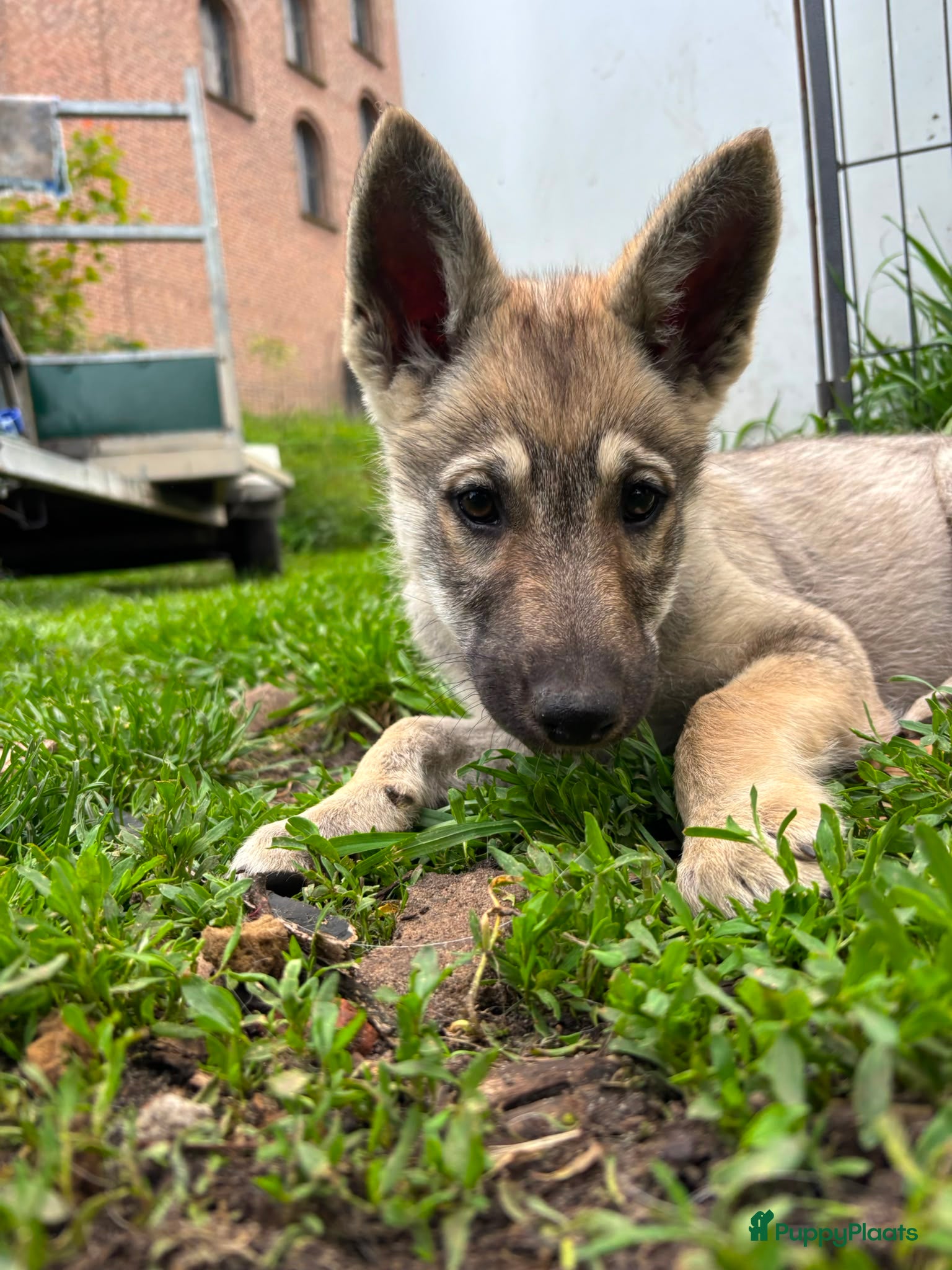 Saarlooswolfhond honden Tsjechoslowaakse wolfhond kruising - Advertentie 1