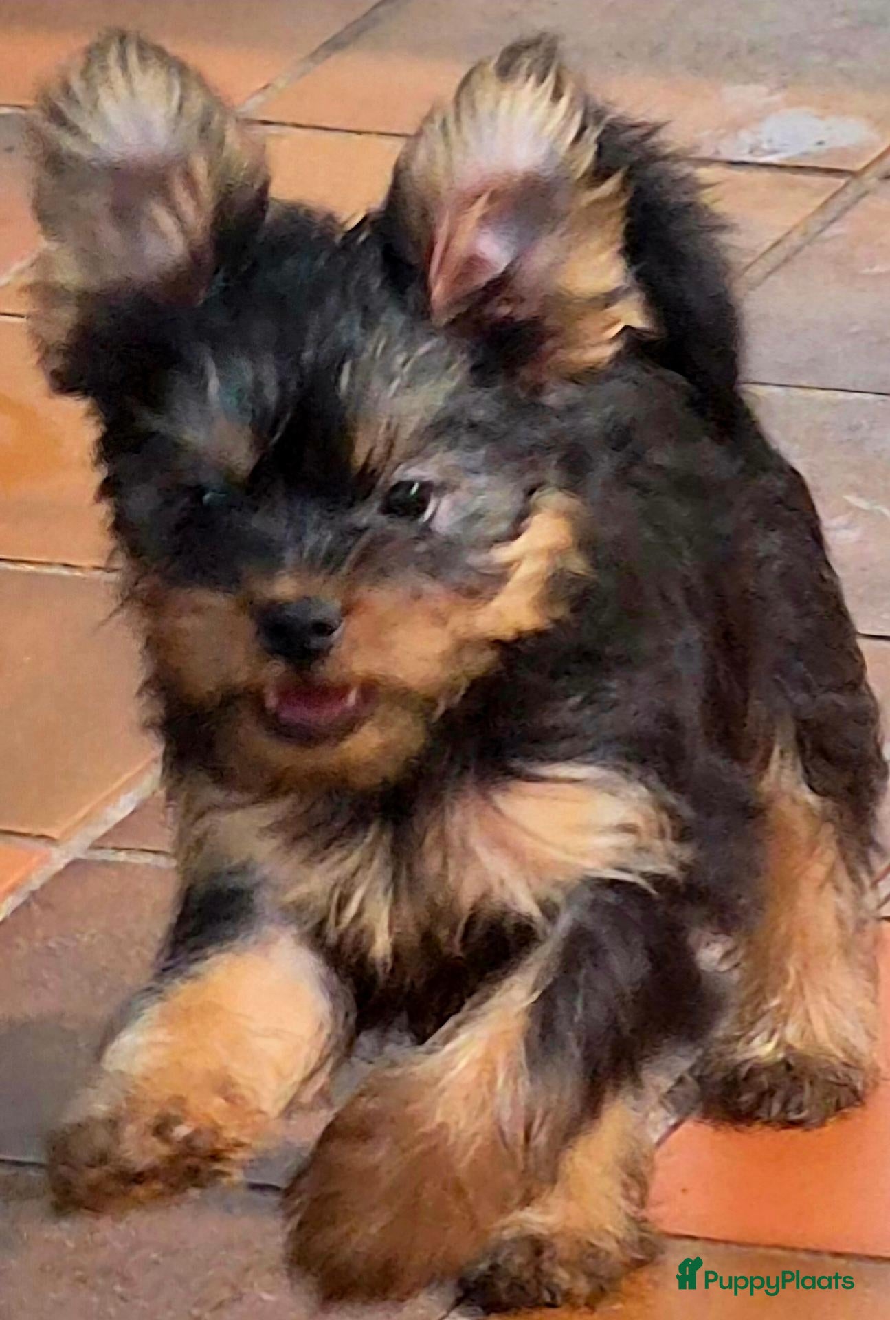 Kruising honden Prachtige Griffonshires, Petit Brabançon-Yorkshire - Advertentie 10