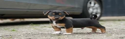 Jack Russel Terriër honden te koop: Stoere Jack Russel pups beschikbaar - Advertentie 11