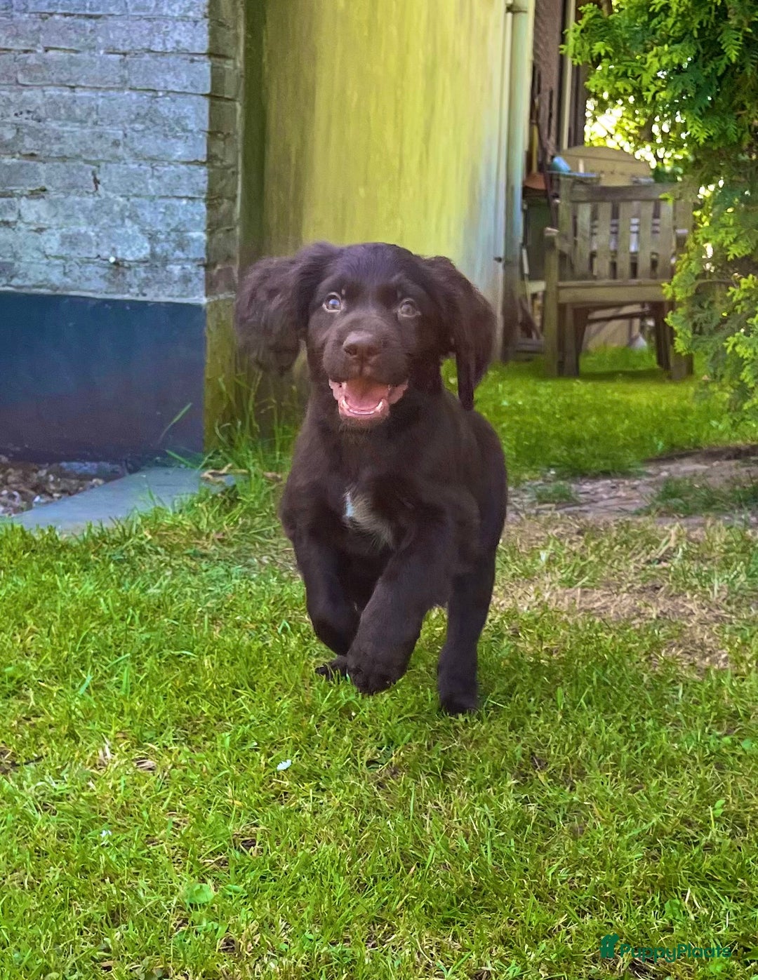 Duitse Staande Hond Langhaar honden te koop: Duitse Staande Langhaar pups - Afbeelding 8