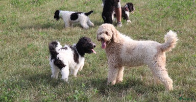 Australian Labradoodle honden - Advertentie 5