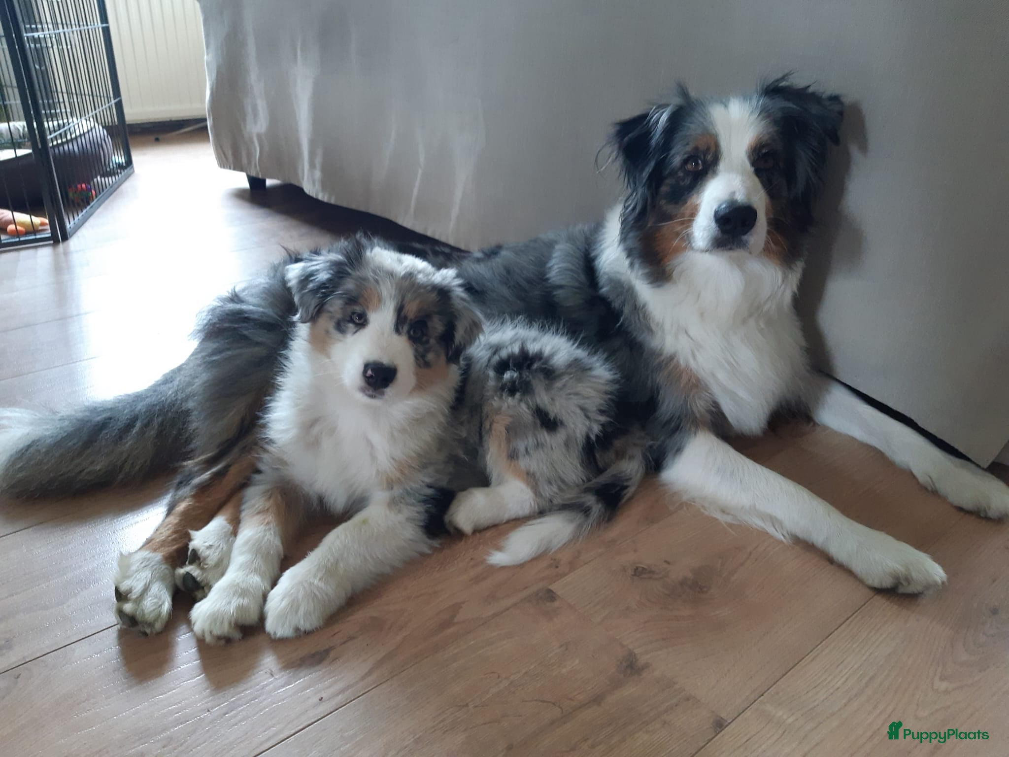 Australian Shepherd honden Stamboom pups verwacht! - Advertentie 2