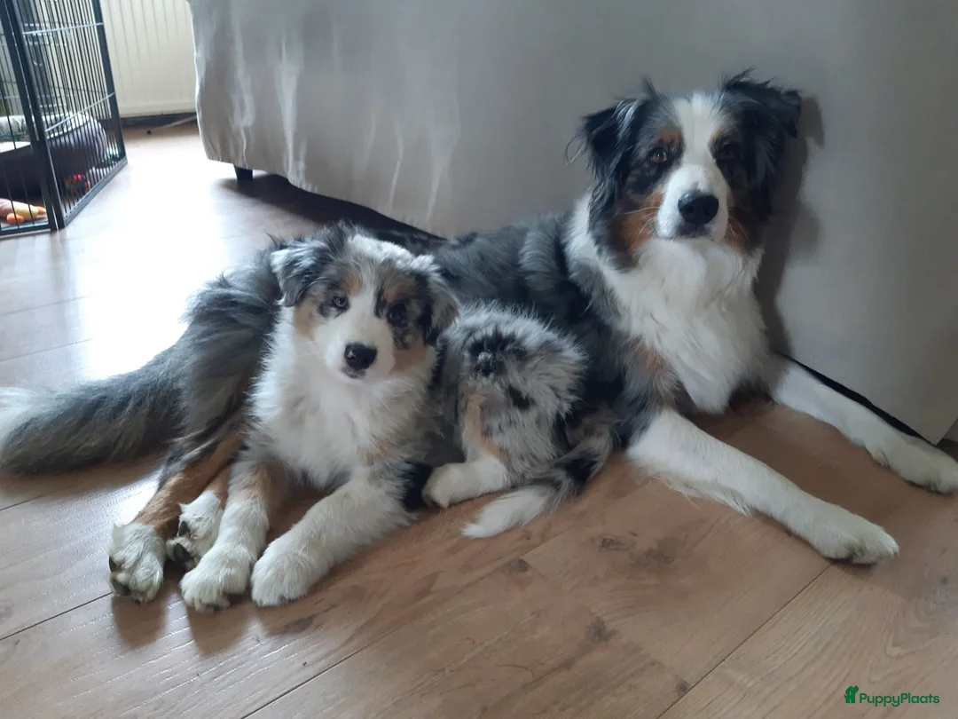 Australian Shepherd honden te koop: Stamboom pups verwacht! - Advertentie 2