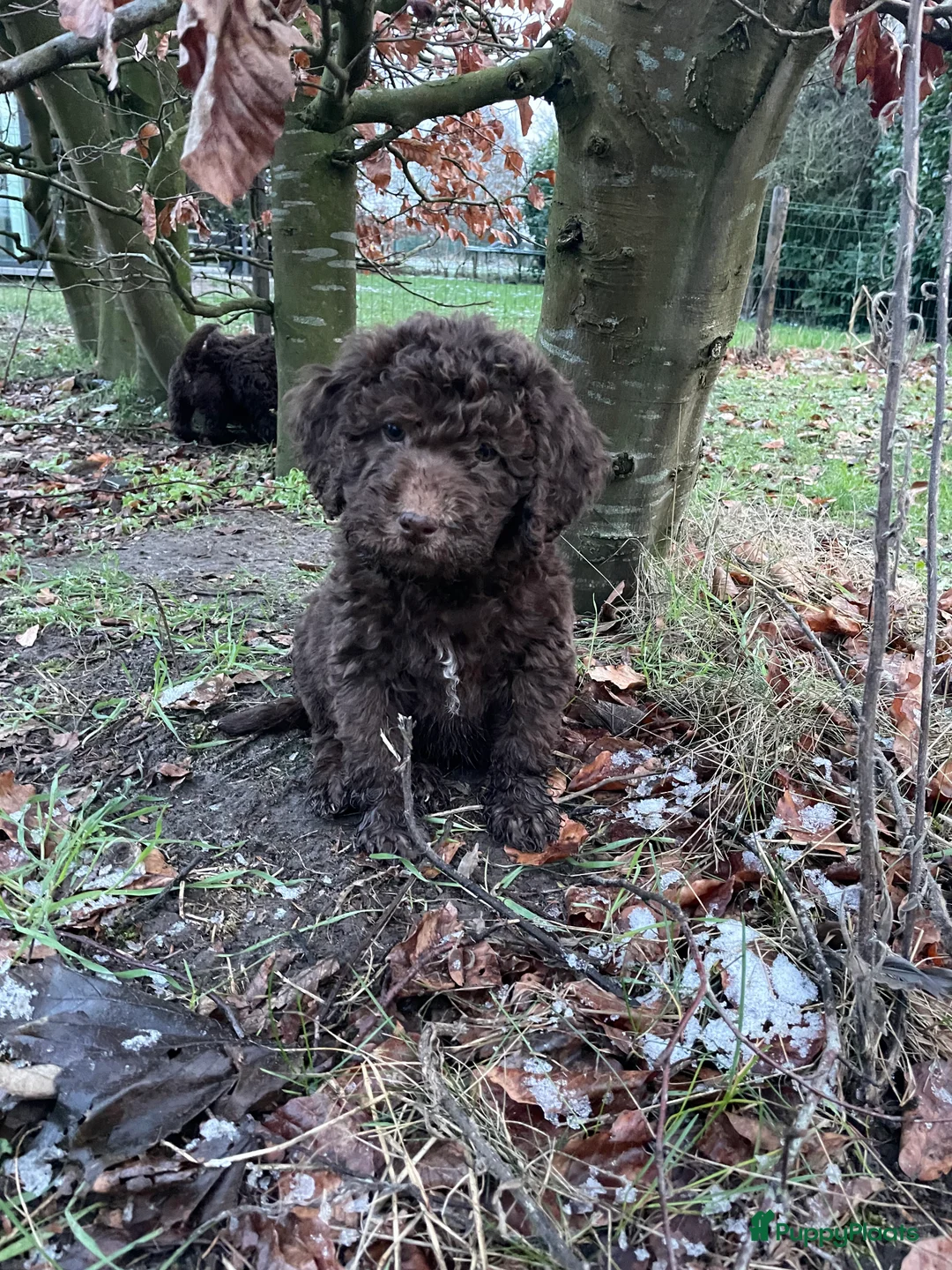 Labradoodle honden te koop: Mooie chocolade Labradoodle pups - Advertentie 2