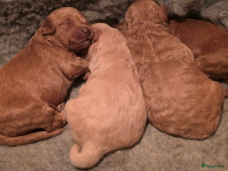 Goldendoodle honden Goldendoodle multigen middenslag pups te koop - Advertentie 1