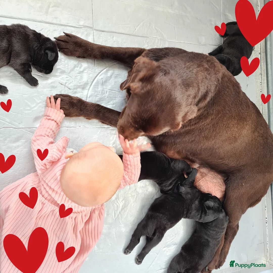 Kruising honden te koop: Prachtige F1 Borador pups van Stamboom ouders - Advertentie 1