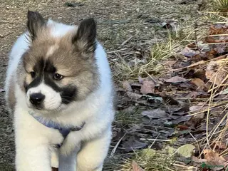 Thai Bangkaew Dog honden Thai Bangkaew dog puppies - Advertentie 10