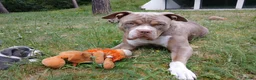 Amerikaanse Bully honden te koop: American Bully XL - Advertentie 20
