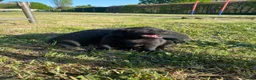 Labrador Retriever honden te koop: Zwarte labrador pups - Advertentie 3