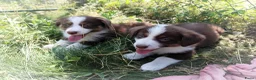 Kruising honden te koop: Mega schattige en super knappe Auggies! ❤️ - Advertentie 6