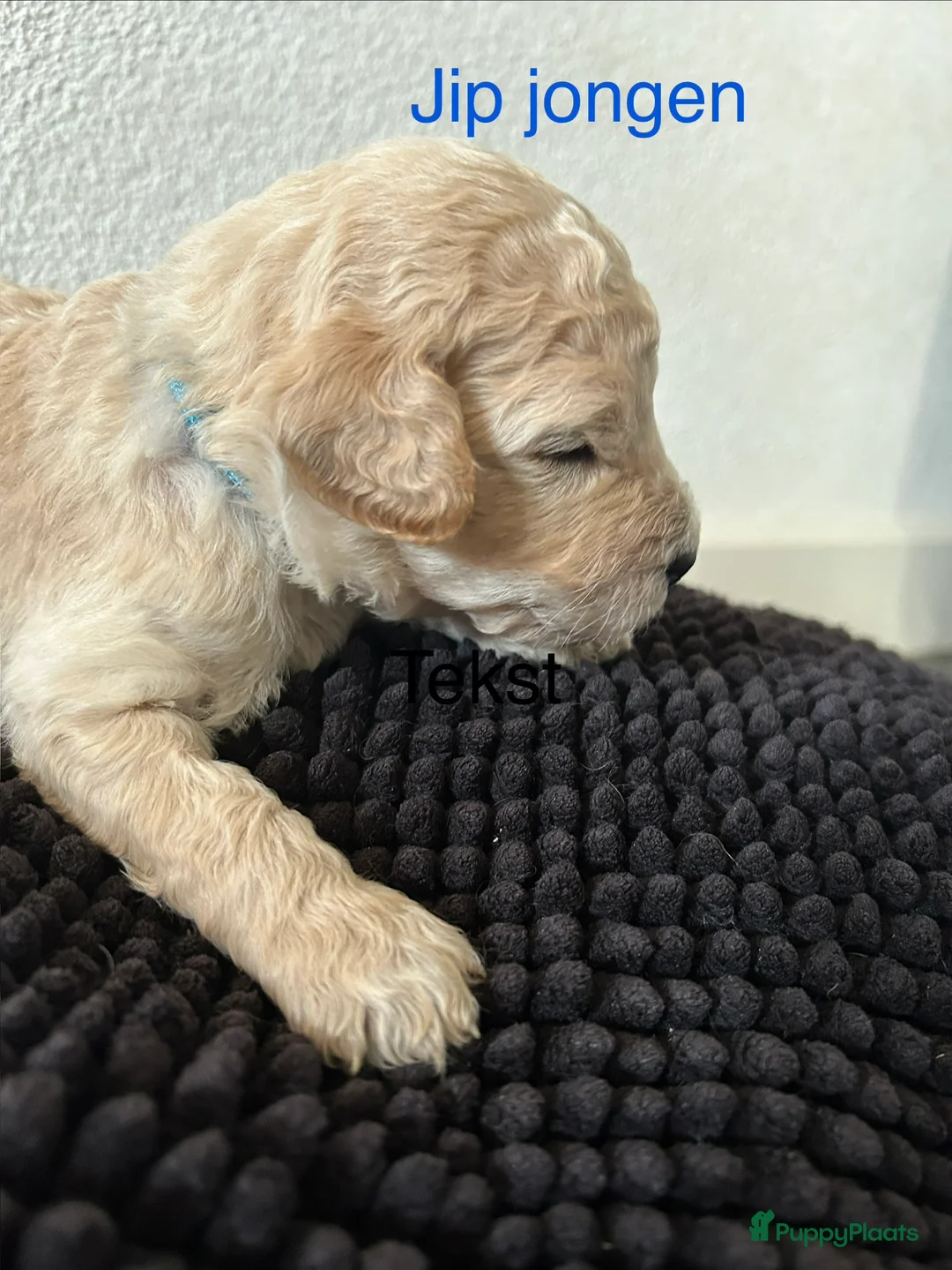 Labradoodle honden te koop: Schattige labradoodle pups - Advertentie 11