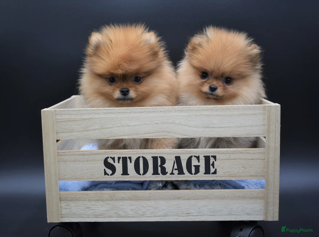 Galerij afbeelding {{count}}