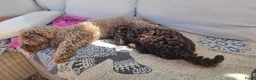 Poedel Toy honden te koop: Toy poedelpup - Advertentie 7