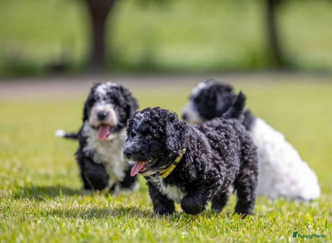 Galerij afbeelding {{count}}