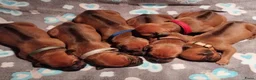 Rhodesian Ridgeback honden te koop: Rhodesian Ridgeback pups met stamboom  in Apeldoorn - Advertentie 13