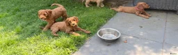 Australian Labradoodle honden te koop: Australian Labradoodle pups van geteste ouders - Advertentie 10