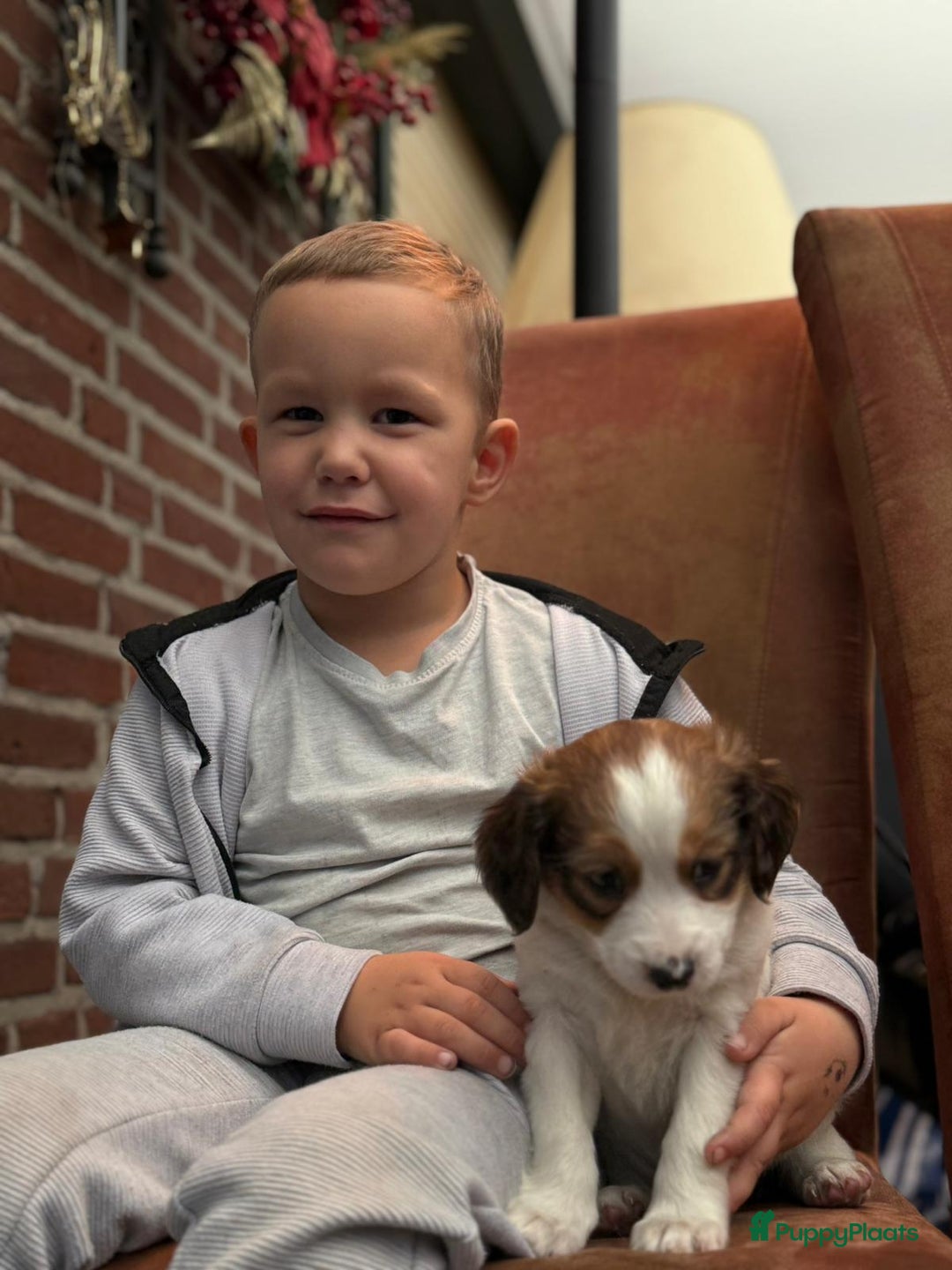 Kooikerhondje honden te koop: Schitterende kooikerhondje pups  - Advertentie 5