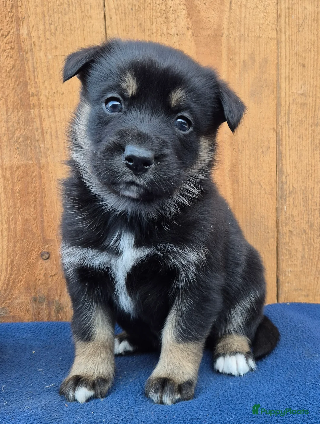 Kruising honden te koop: Australian shepherd x Pomsky (mini-aussie) - Advertentie 6