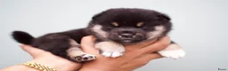 Shiba honden te koop:  Prachtige raszuivere Shiba Inu pups. - Advertentie 5