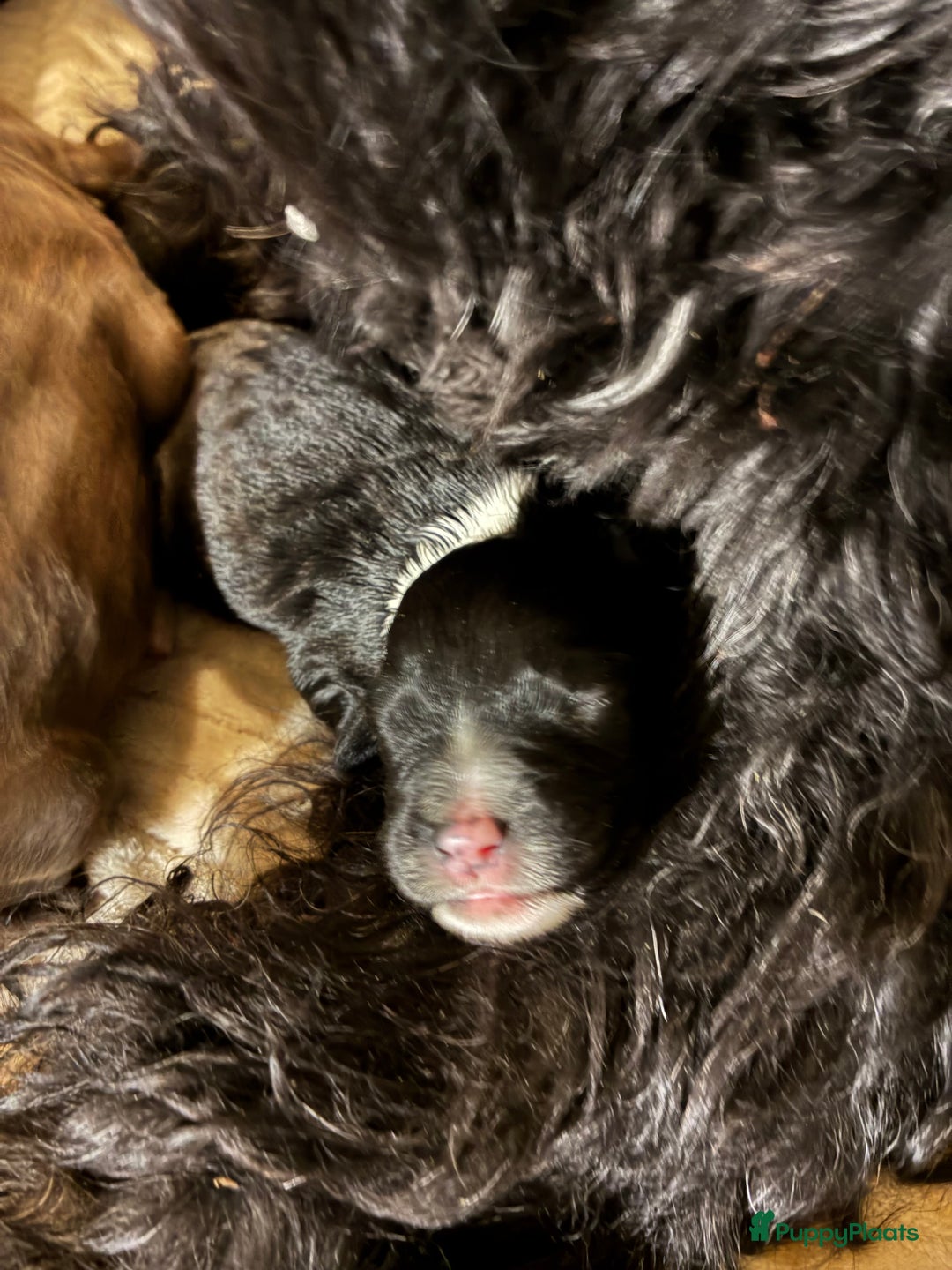 Barbet honden te koop: Barbet puppy’s geboren - Advertentie 32