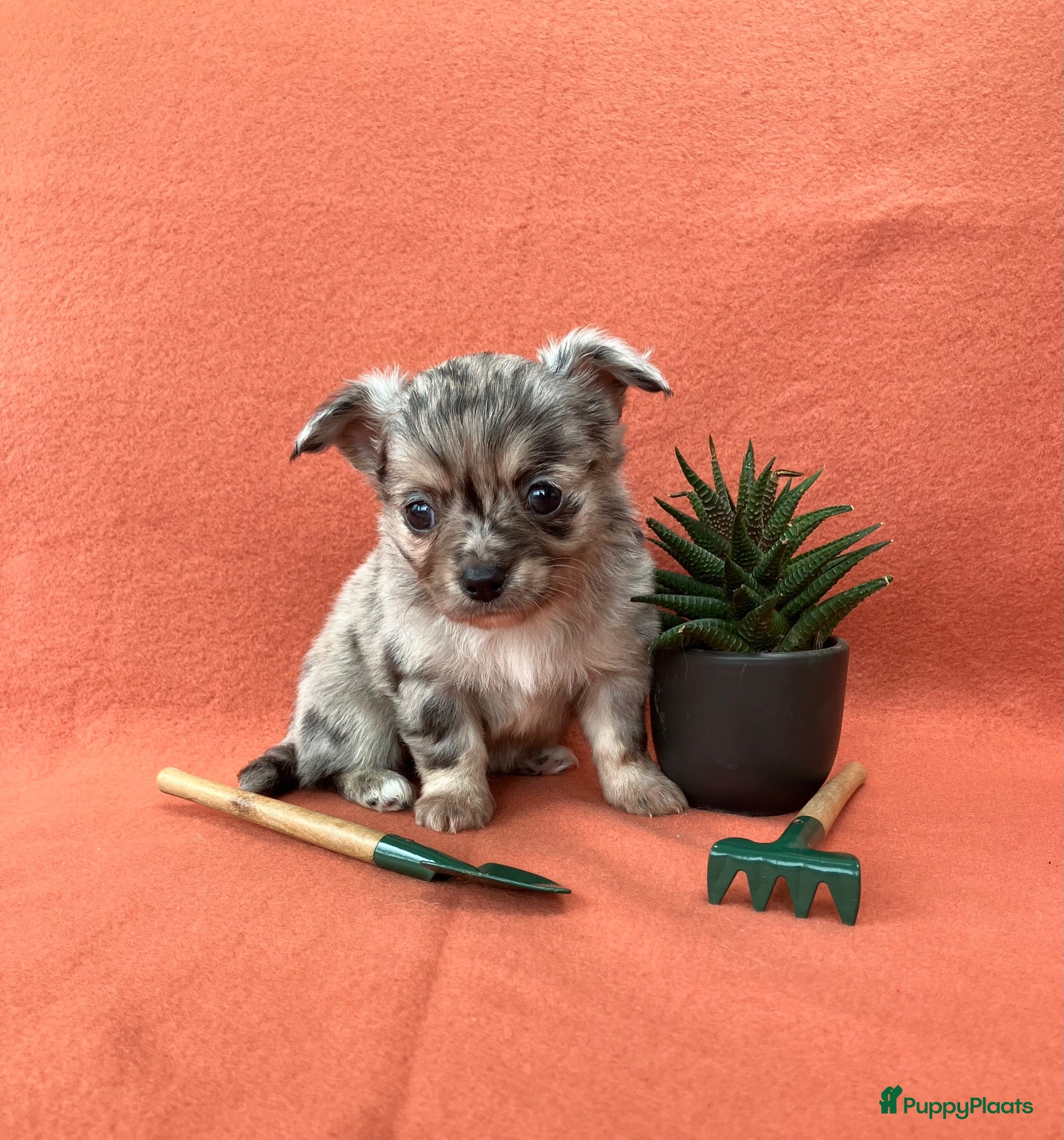 Chihuahua honden te koop: Schattige chihuahua pups mogen bijna verhuizen - Advertentie 2