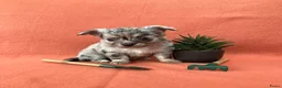 Chihuahua honden te koop: Schattige chihuahua pups mogen bijna verhuizen - Advertentie 1