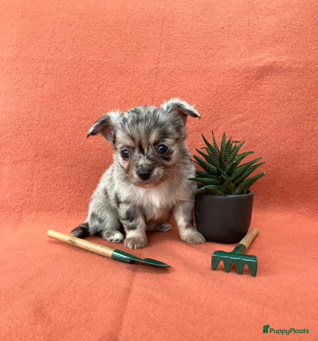 Chihuahua honden te koop: Schattige chihuahua pups mogen bijna verhuizen - Advertentie 1