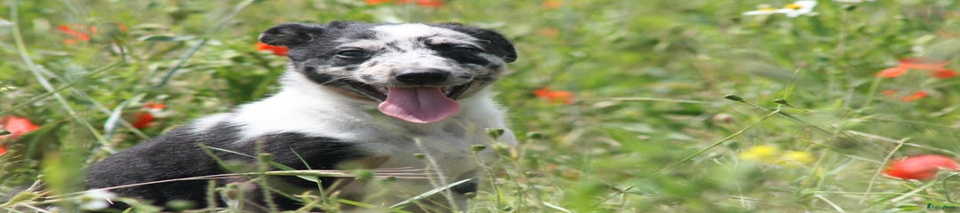 Australian Shepherd Puppy 5
